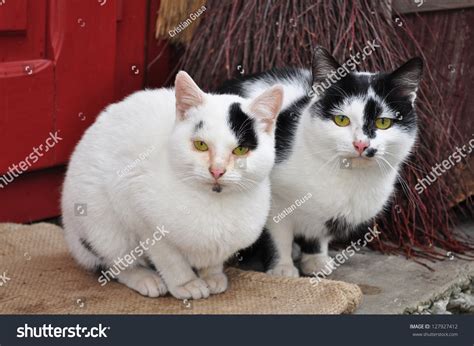 Two Cute Cats Stock Photo 127927412 Shutterstock