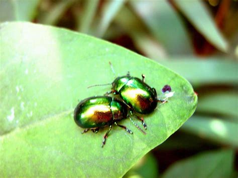 Beetle Love By Fussl On Deviantart