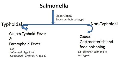 As such, it is an additional antigen found in such organisms as salmonella typhi and salmonella paratyphi c where it plays an important role in. Salmonella: Properties, Disease and Laboratory diagnosis ...