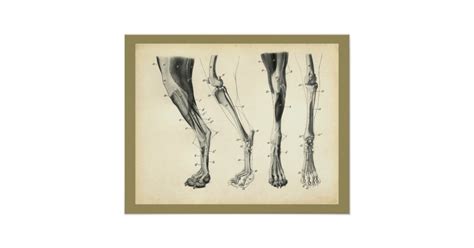 Every day new 3d models from all over the world. Dog Leg Bones Muscle Veterinary Anatomy Print | Zazzle.co.uk
