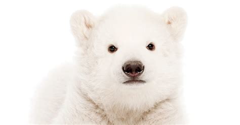 Baby Polar Bear Dream Video