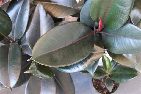 Meet The Rubber Plant Ficus Elastica Retreat Plant Company