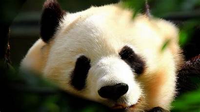 Wallpapers 1080p Animal Funny Animals Adorable Panda