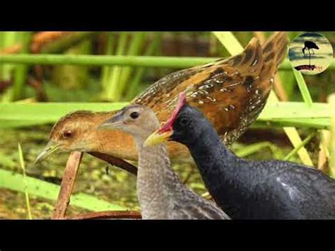 Ukuran kaki lebih panjang dan berwarna kekuningan. Suara pikat burung Ayam-ayaman & burung kerdil - YouTube