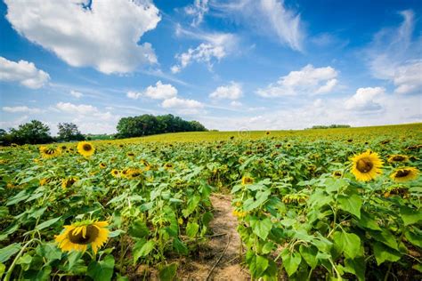 Sunflower Field In Jarrettsville Maryland Stock Photo Image Of