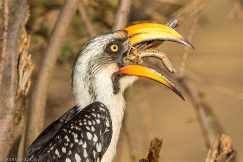 Eastern Yellow Billed Hornbill With Huge Grasshopper Samburu Re Dave