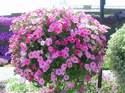 How To Grow Petunia Growing And Caring For Petunia Flowers