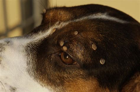 What Kills Seed Ticks On Dogs