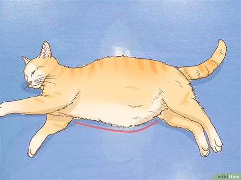 How To Tell If A Cat Is Pregnant 12 Steps With Pictures Pregnant