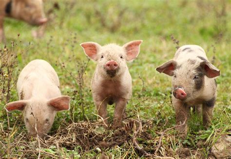 10 Facts About Pigs Four Paws In Us Global Animal Protection