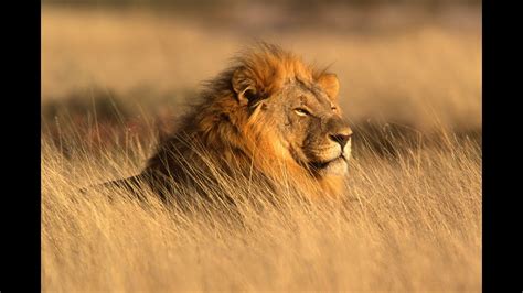 National Geographic The Lions Of Africa Documentary Hd Youtube