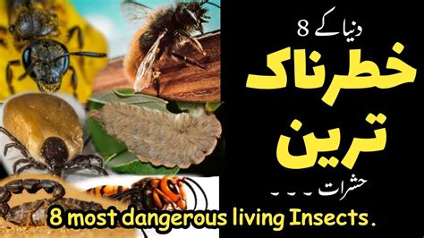 8 Most Dangerous Insects Of The World دنیا میں پائے جانے والے 8