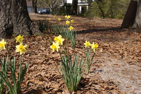 Beautiful Daffodils In Bloom Ufifas Extension Leon County