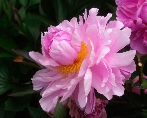 Paeonia Lactiflora Hybrids Gardensonline