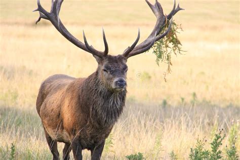 Stag With Large Antlers Stock Image Image Of Forest 12566481