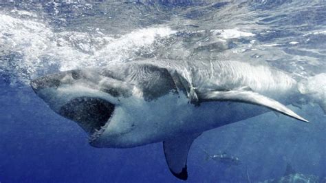 los tiburones mas peligrosos del mundo