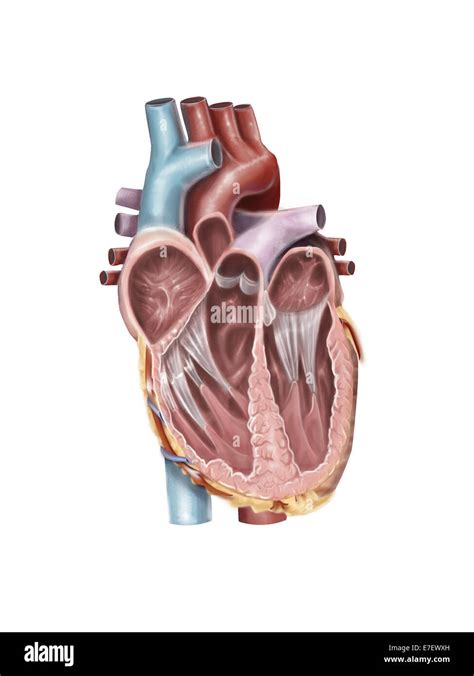 Internal Heart Anatomy