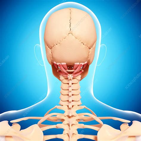 Human Neck Musculature Artwork Stock Image F0079940 Science
