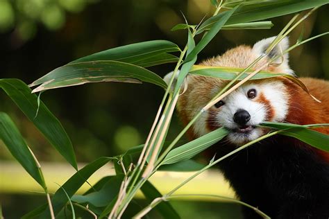 What Do Red Pandas Eat Worldatlas