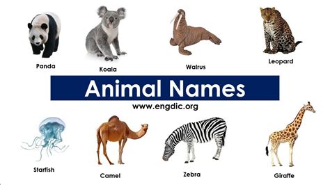 Animal Names Vocabulary Domestic And Wild Animals Names Vocabulary