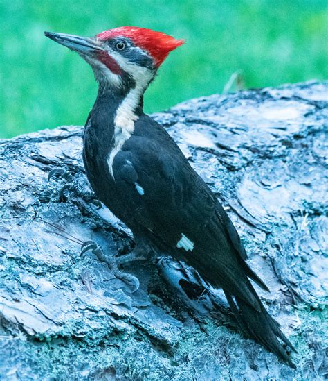 A Pileated Woodpecker in holiday mode - Flying Lessons