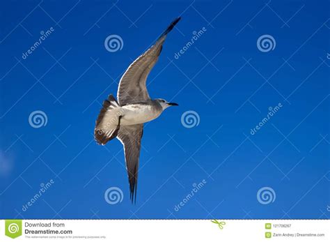 Albatross Spreading His Wings Flies Against The Blue Sky Stock Image