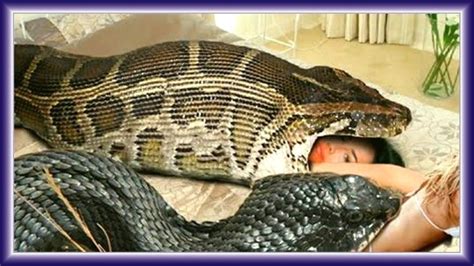 Эта девушка обожала спать с питоном но змея вдруг стала худеть узнав в