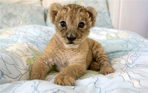 Free Download Lion Cubs Cute Baby Lion Cubs Cute Baby Lion Cubs Lion