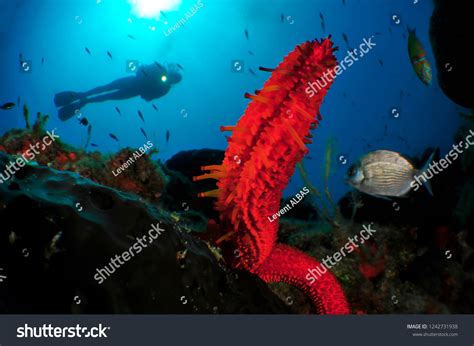 Underwater Sea Life Stock Photo 1242731938 Shutterstock