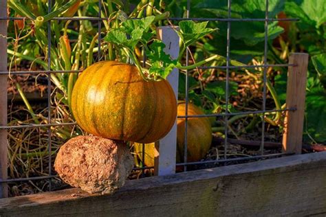 How To Grow Pumpkins Vertically On A Trellis Gardeners Path