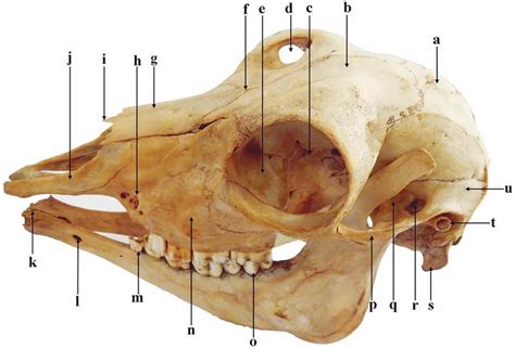 Ventral View Of The Skull Of Female Blackbuck Showing Foramen Magnum