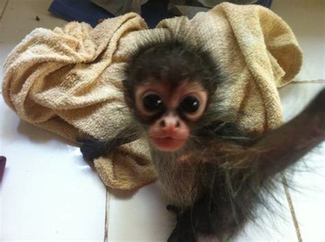 Meet The Adorable Baby Spider Monkey