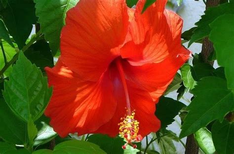 Growing Hibiscus Outdoors And In Flower Gardening