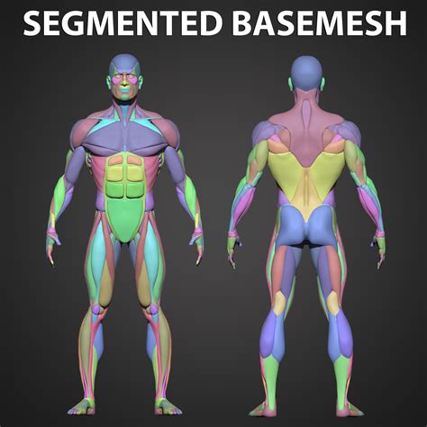 Artstation Male Anatomy Study