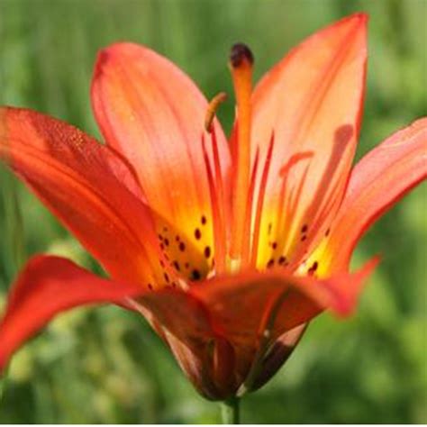 Western Red Lily Blazing Star Wildflower Seed Company