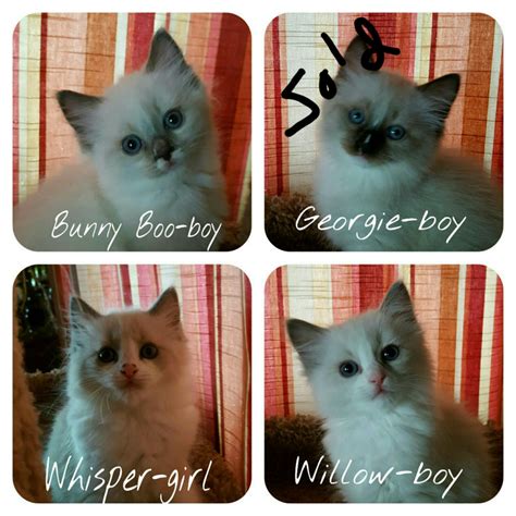 Find ragdolls wanted, to adopt, and better than craigslist. Ragdoll Cats For Sale | Prior Lake, MN #158499 | Petzlover