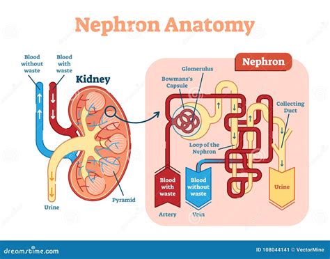 Anatomie De Nephron De Rein Plan De Diagramme Dillustration De