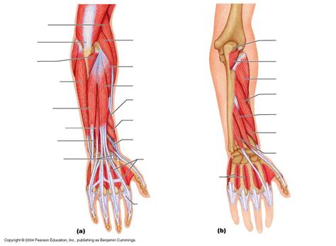 Muscles allow a person to move. muscle blank drawing | Muscle diagram, Forearm muscles, Muscle