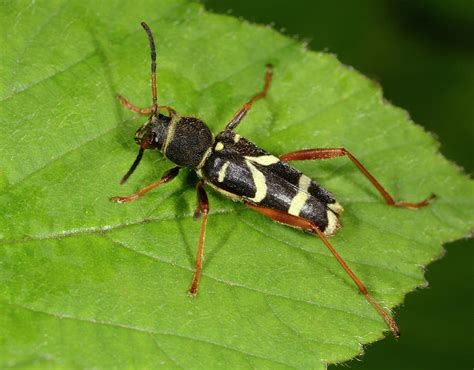 wasp beetle photograph by nigel downer science photo library