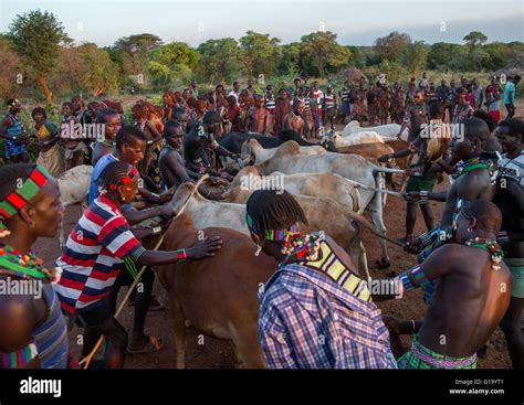 Los Hombres De La Tribu Hamer Alineando Las Vacas Por Toro Saltando Ceremonia Omo Valley Turmi