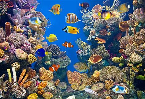 Discover Waikiki Aquarium Tropical Fish Mammals And Reptiles
