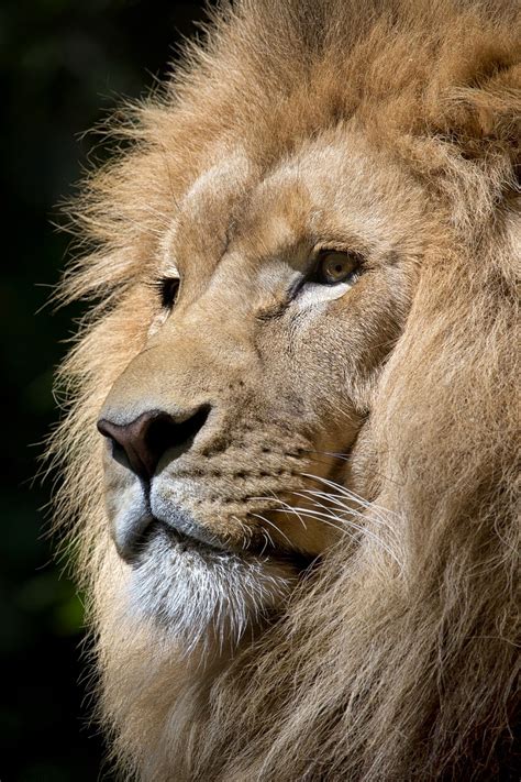 Amazing Collection Of Lion Animal Images In Full 4k Resolution Over