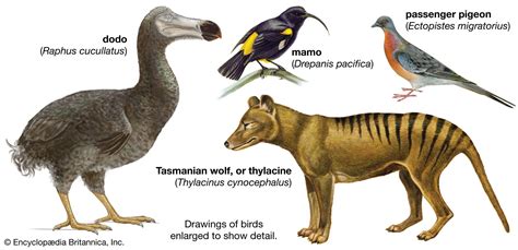 Extinct Animals Students Britannica Kids Homework Help