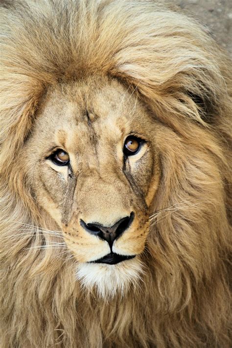 Close Up Photography Of Lion Photo Free Animal Image On