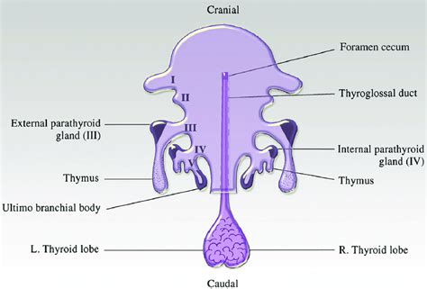 Pdf Embryology And Histology Of Thyroid And Parathyroid Glands The