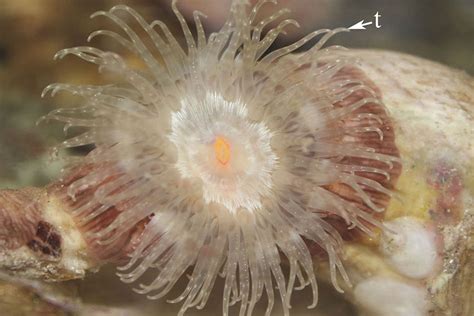 Sea Anemones Anthozoa Actiniaria From The Coast Of Yucatán Mexico