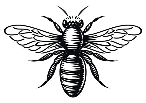 Black And White Vector Honey Bee In Engraving Style On White Background