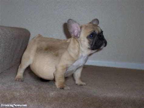 Your dog can eat some fat. Pics of the fattest dogs you can find for