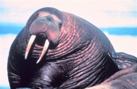 Our Pet Walrus And Us Experiences With A Large Flippered Marine