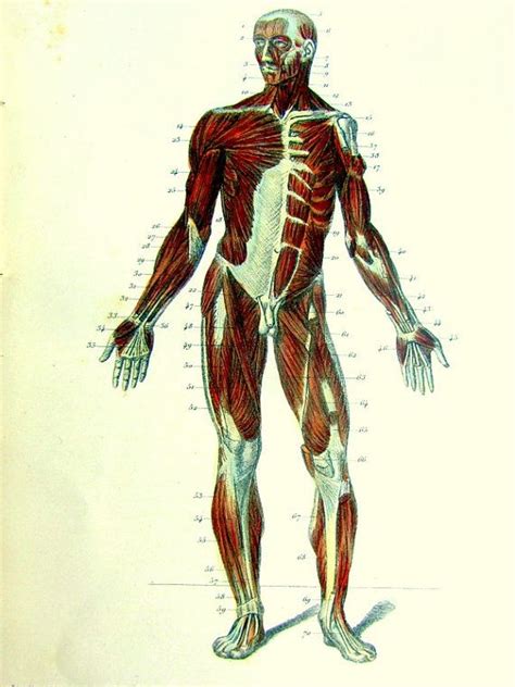 Victorian Anatomy Antique Print Muscular System Front View Engraving